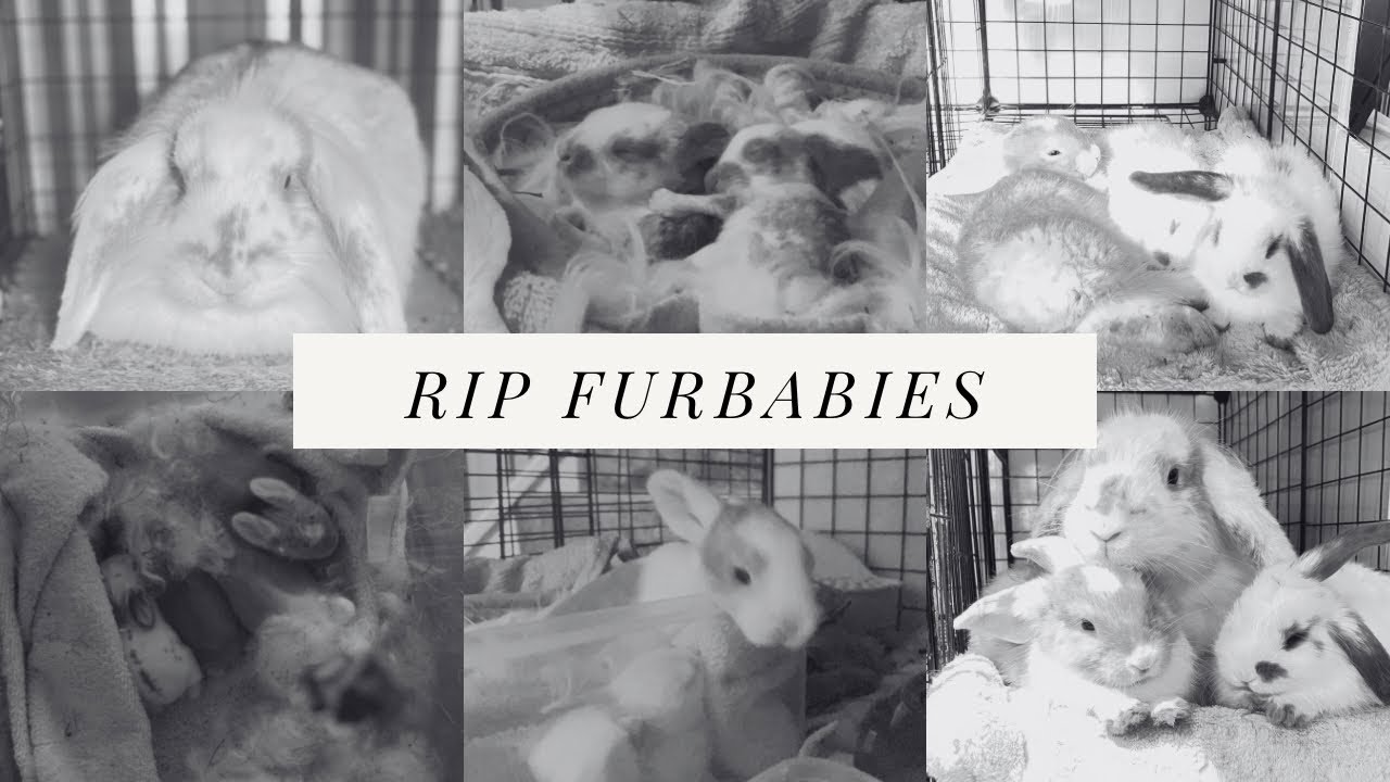 last video with my bunnies before they past away YouTube