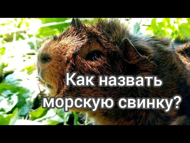 Какое имя придумать для морской свинки?