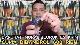 DILUAR DUGAAN !! TERNYATA TAK SEMAHAL DIPIKIRAN MURAI BATU BLOROK ES KRIM  600 RIBU DI PB PRAMUKA