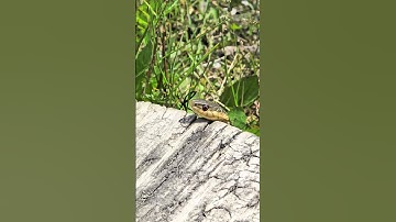 Surprising snake says 👋 hi