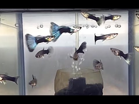 Video Guppy Hb blue, ready stock 2019 - youtube