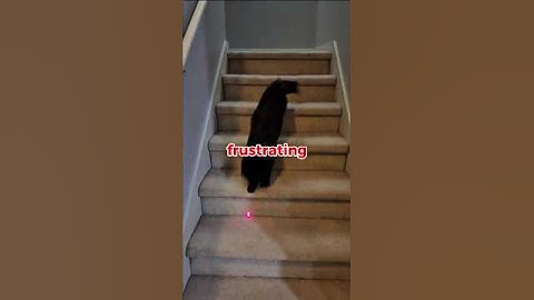 why do cats always chase laser pointers? 🐾😺 #funfacts #facts #shortvideo #shorts #viralvideo #cats