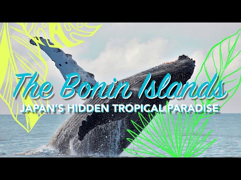 Discover the Bonin Islands: Japan's Hidden Tropical Paradise