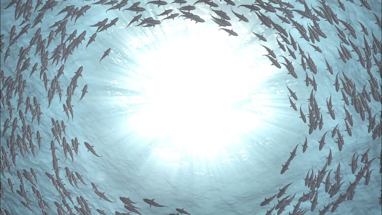 Armand Frydman -  LIFE  ("Meditations" in C minor: No 1)