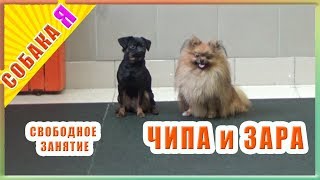 Собаки дурачатся на занятиях. Собака я. Брабансон Зара и шпиц Чипа. Собаки дурачатся на занятиях. Собака я. Брабансон Зара и шпиц Чипа.