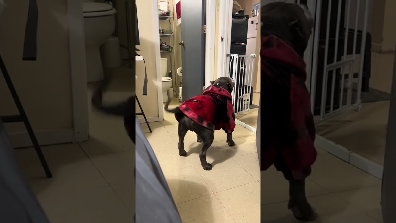 The stereotypes surrounding this breed are absolutely enraging.