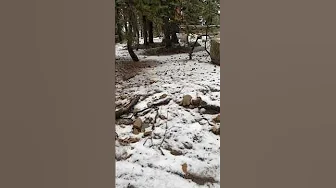 First snowfall in California Sierra Nevada! August 24th!😊 #california #sierranevada #snowfall thumbnail