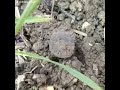 A Bishops Seal Matrix FOUND Treasure Hunting by Metal Detecting