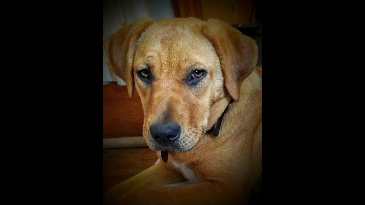 This young service dog needs surgery and your help. GoFundMe link below