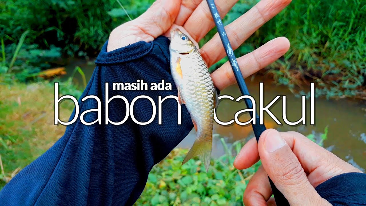 TERNYATA‼️Parit Kecil Ada BABON WADER CAKULNYA🔥