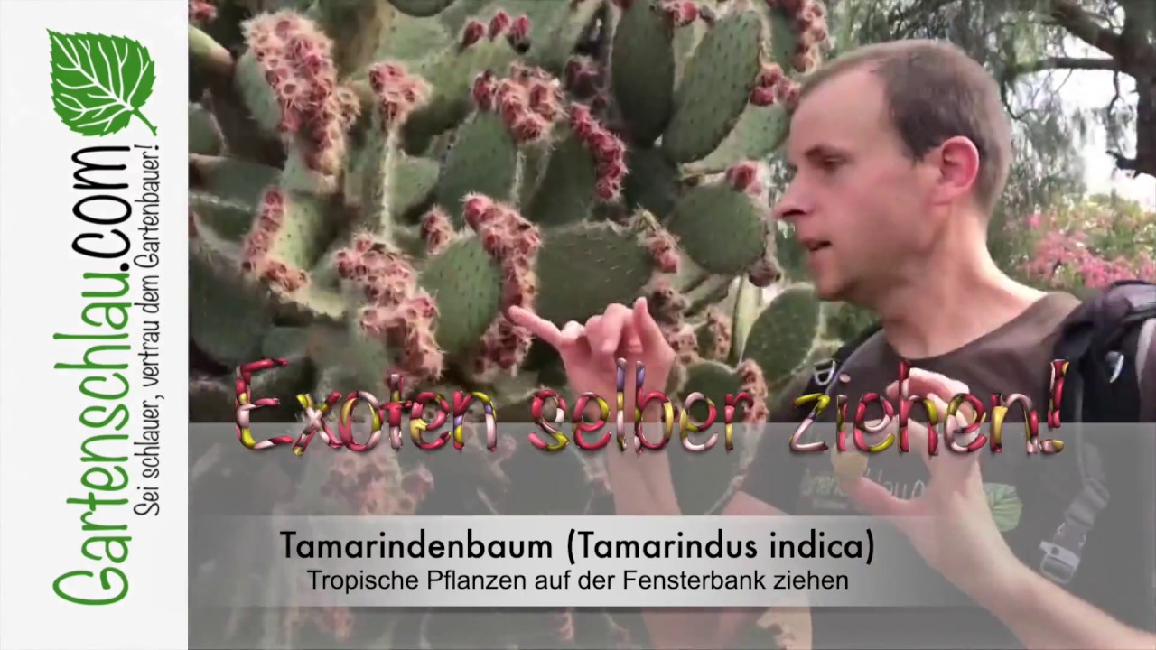 Tamarinde aus Samen ziehen: Keimung und Pflege auf der Fensterbank