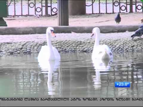 საჯარიმო სანქციები ბათუმის ბულვარში