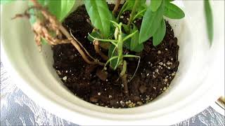 Monarch caterpillars and how I transfer them to new milkweed plants
