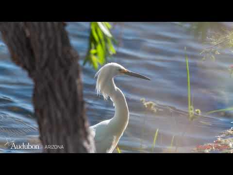 Video: Rio Salado Habitat Restaurierungsgebiet