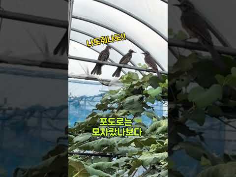 포도 도둑니 나타났다! 범인은?? #귀촌생활 #farming #시골살이브이로그
