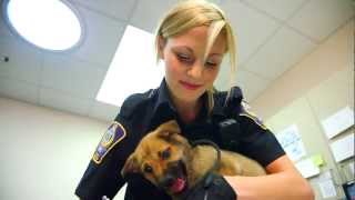 ALES Programs - Animal Health