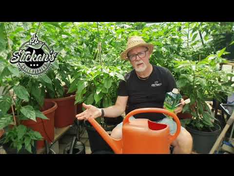 Video: Chili Växt Som Ska Odlas I Yttre Rymden