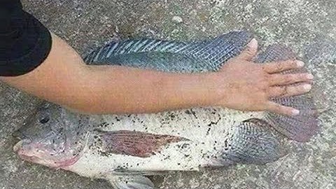 Cầm Cần Máy Rẻ Tiền Đi Câu Sông Gặp Cá Rô Phi Siêu khủng và Cái Kết