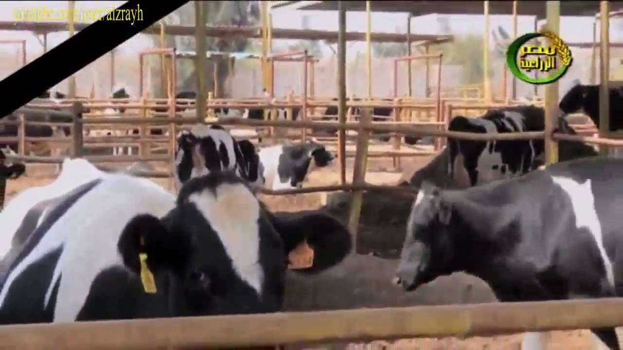 مشروع تربية ابقار الهولشتاين المميزات وتجهيز العنابر والتغذية للحصول على 30 لتر لبن يوميا
