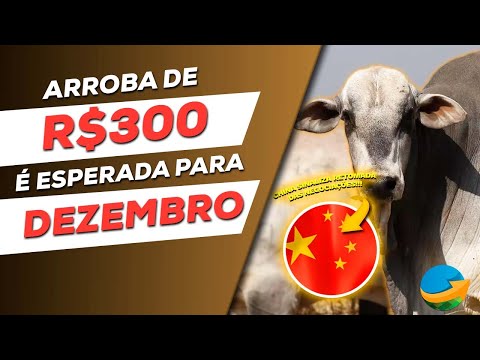 Pior já passou: arroba de R$300 é esperada para dezembro