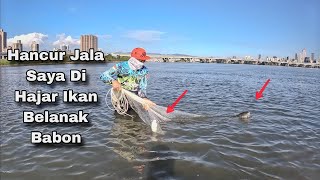 Jala Ikan Belanak Di Muara Jalanya Sampai Jebol Jebol / Cast Net Mullet
