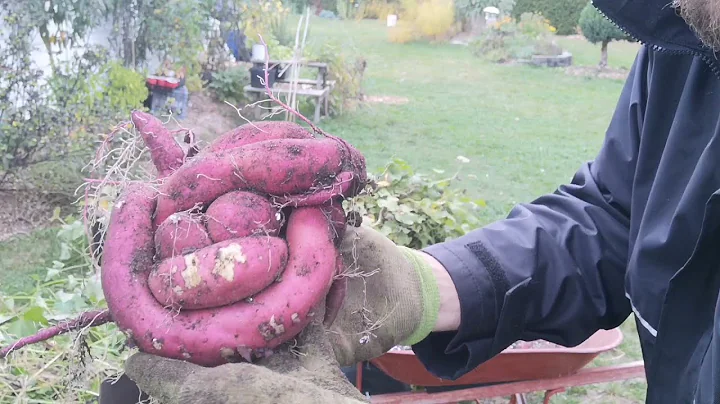 Can sweet potato survive the winter? (2023)