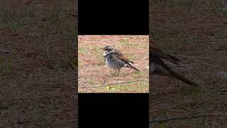 Dusky Thrush Darts Away #birds #japan #kyoto