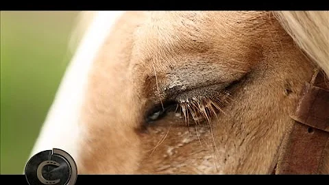 Como se chama a mancha no olho do cavalo?