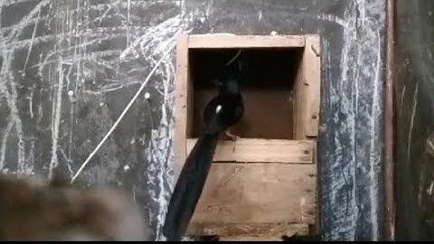 Mengatasi Murai Batu Jodohan Baru yg Tidak Segera Angkut Sarang & Produksi