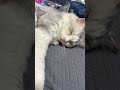 كوكي زعلان Cat 