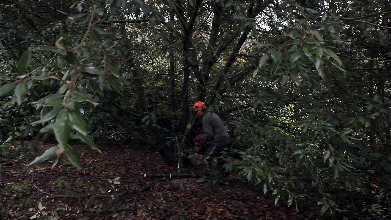 Uplifting an Quercus ilex - Burncoose Nurseries - YouTube