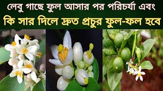 লেবু গাছে ফুল আসার পর পরিচর্যা - ছোট গাছে প্রচুর পরিমাণে ফুল ও লেবু আসবে/ lemon plant caer