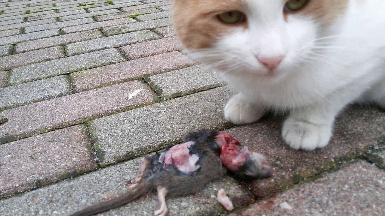 Cat eats a rat 