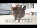 Cat Logic: If It Fits, I Sits | Kittisaurus