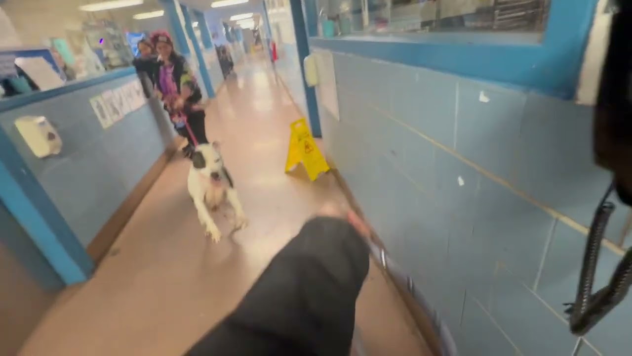 Ice Capades & Amara leash test