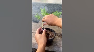 How to create a bonsai papaya tree #shorts #papaya