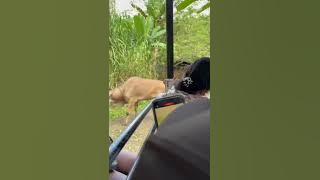 #103125#Family Bonding # in Cebu Safari#