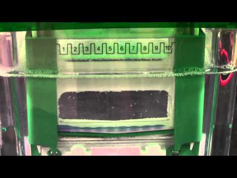 SDS-PAGE Gel Electrophoresis