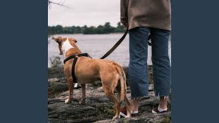River's Song Calms Pet's Day