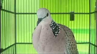 SUARA JERNIH BURUNG DERKUKU KUK 1 & KOL BONTET @RHWDERKUKUCHANNEL