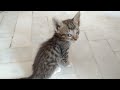 Rescue Orphan Kitten Is Ill He Is Getting Slow He Isn&#39;t Drinking Milk From His Foster Mother