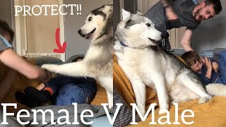 Will My Huskies Protect My Son From Attack!??.. [PRANK] [BEST REACTION EVER]