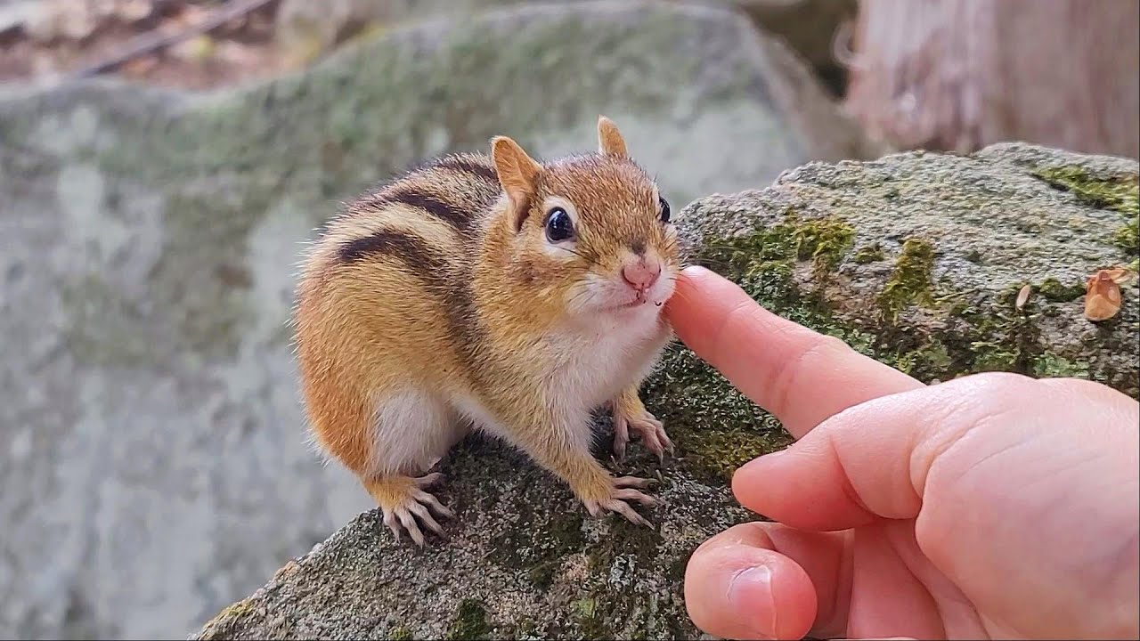 New 다람쥐 월리를 찾아서 Looking For Chipmunk Wally