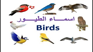اسماء الطيور باللغة الانجليزية - birds in English