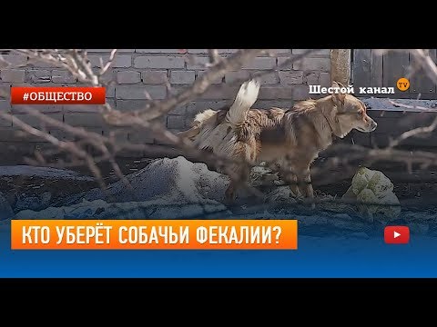 Кто уберёт собачьи фекалии?