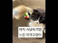 아직 뭐가 뭔지 모르겠지?? #cute #cat #아기고양이일상