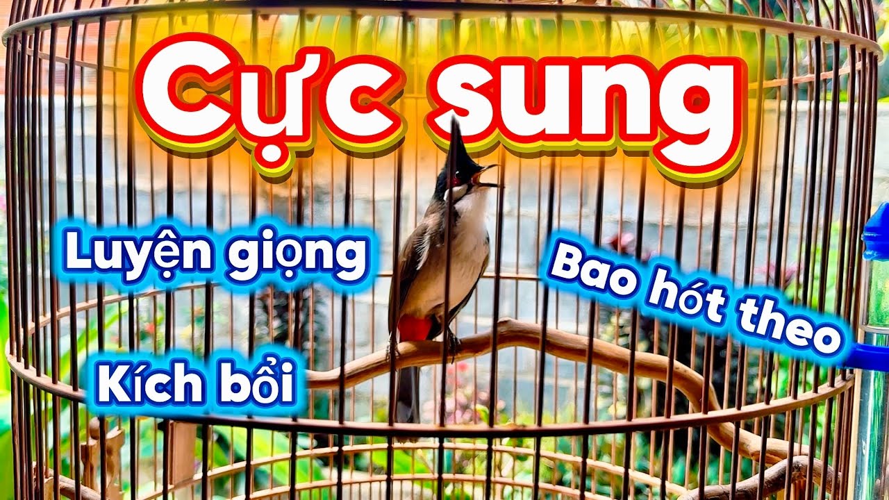 Vlog 44 : Chào mào kích bổi hót , Luyện giọng chào mào hót đấu , Kích lửa chào mào