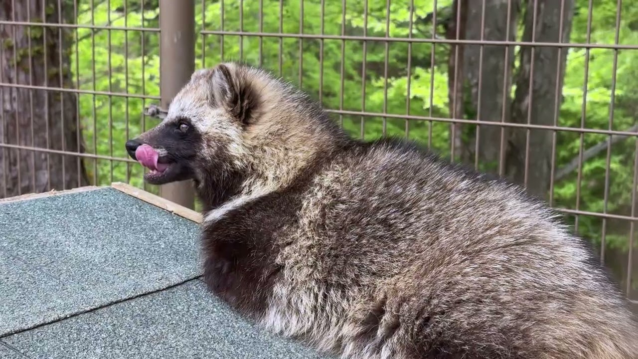 ホンドタヌキ]若草のぽん[小諸市動物園-2026.04.26-27] - YouTube