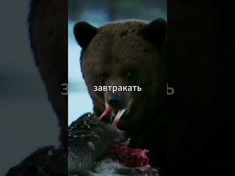 Росомаха vs медведь #животные #звери #природа #росомаха #медведь