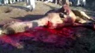 Camel Zbeeha In Panyam Chakswari 12 24 07